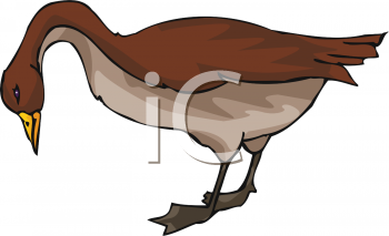 Swan Clipart