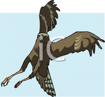 Hawk Clipart