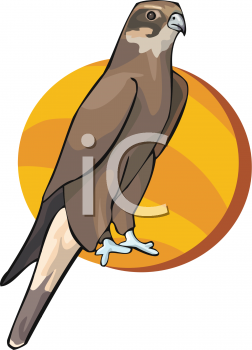 Hawk Clipart