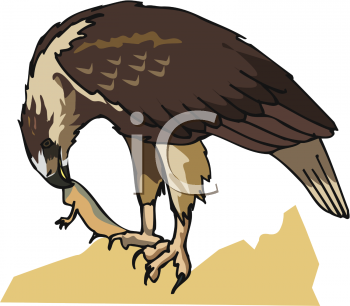 Hawk Clipart