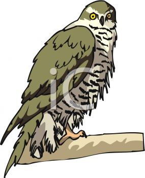 Hawk Clipart