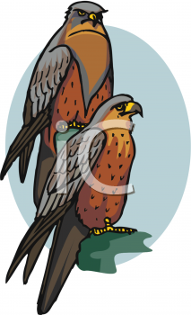 Hawk Clipart