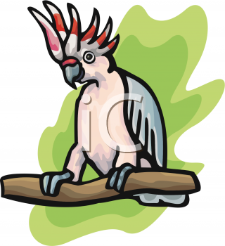 Parrot Clipart