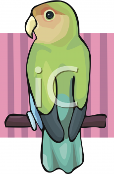 Parrot Clipart