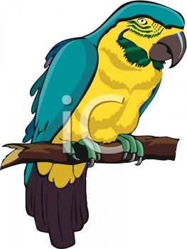 Parrot Clipart