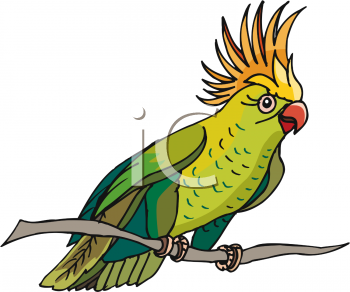 Parrot Clipart