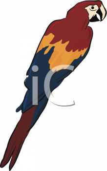 Parrot Clipart