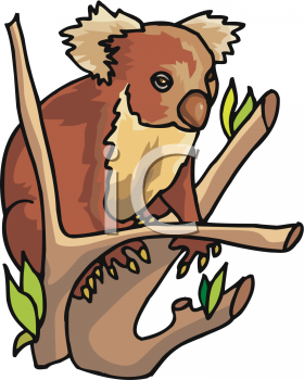 Koala Clipart