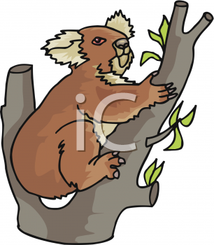 Koala Clipart