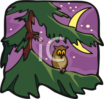 Owl Clipart