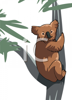 Koala Clipart