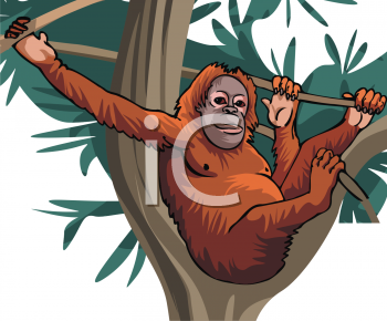 Orangutan Clipart