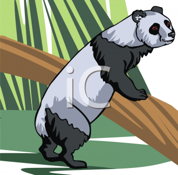 Panda Clipart