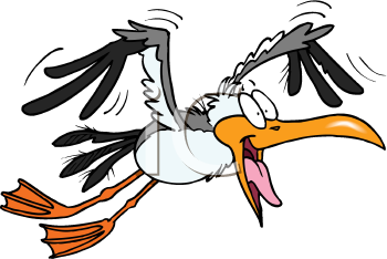 Seagull Clipart