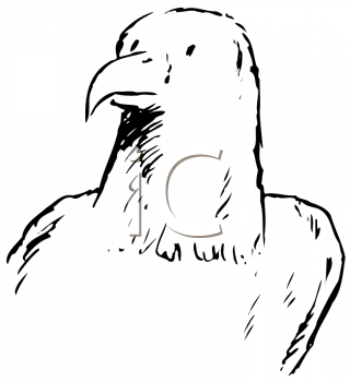 Hawk Clipart