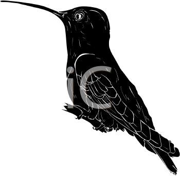 Hummingbird Clipart