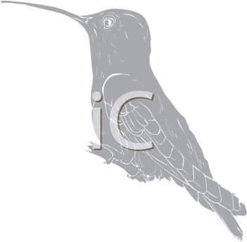 Hummingbird Clipart