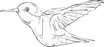 Hummingbird Clipart