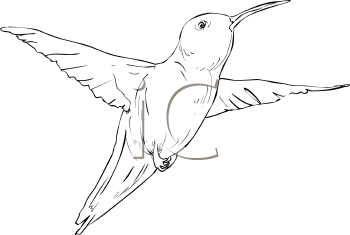 Hummingbird Clipart