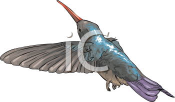 Hummingbird Clipart