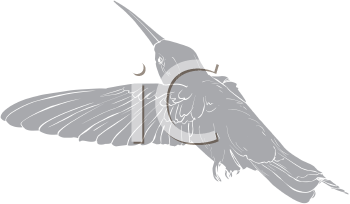 Hummingbird Clipart