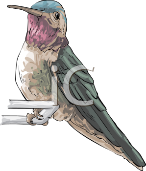 Hummingbird Clipart