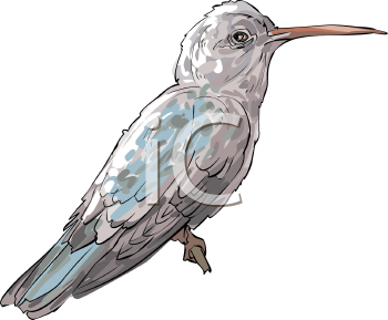 Hummingbird Clipart