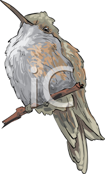 Hummingbird Clipart