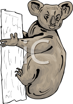 Koala Clipart