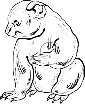 Koala Clipart