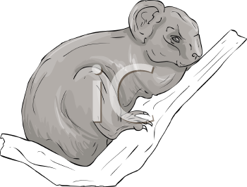 Koala Clipart