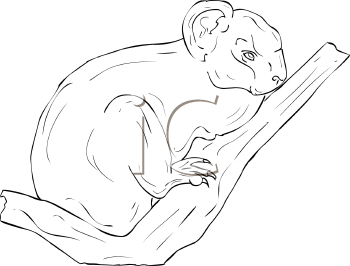 Koala Clipart