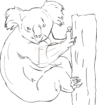 Koala Clipart