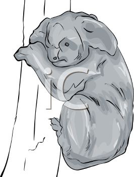 Koala Clipart