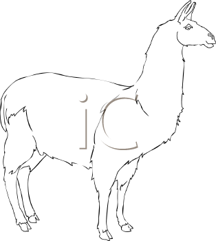 Llama Clipart