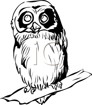 Owl Clipart