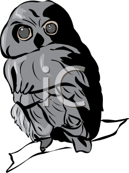 Owl Clipart