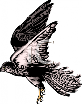 Hawk Clipart