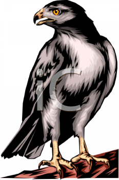 Hawk Clipart