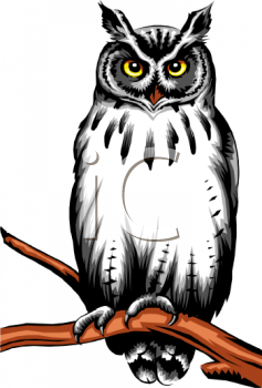 Owl Clipart