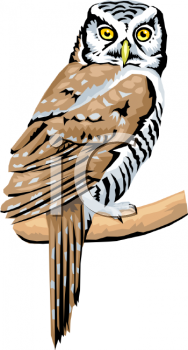 Owl Clipart