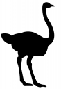 Ostrich Clipart