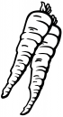 Carrot Clipart