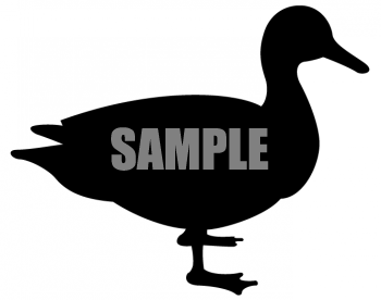 Duck Clipart