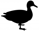 Duck Clipart