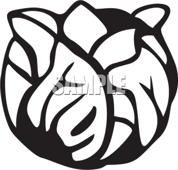 Cabbage Clipart