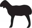 Sheep Clipart