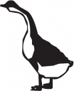 Duck Clipart