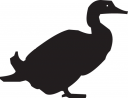 Duck Clipart