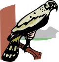 Falcon Clipart